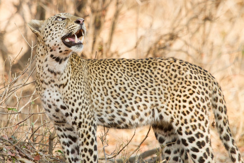 South Luangwa leopard