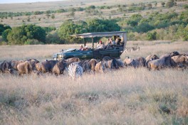 Kenyan Safari Transport 