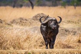 Buffalo, Masai Mara Safari in Kenya 