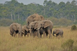 Elephants, Masai Mara in Kenya 