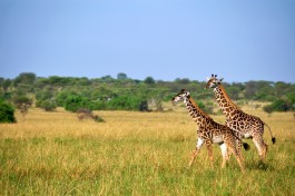 Giraffes, Kenyan Safari 