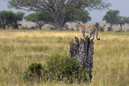 Leopard, Kenya Safari Masai Mara 