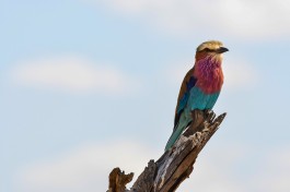  Lilac Breasted Roller, Kenya 