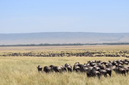 Wildebeest, Masai Mara Safari 