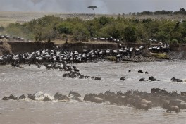 Great Migration, Masai Mara 