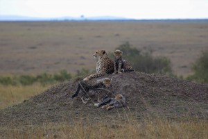 Kenya cheetah