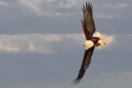 Kenya eagle 