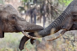 Kenya elephants 