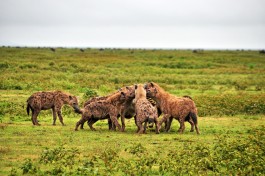 Kenya hyenas 