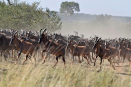 Kenya topi antelope 