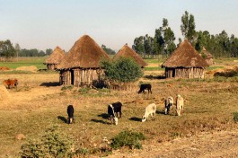 Road to gondar - farrm 