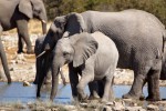 Etosha elephants