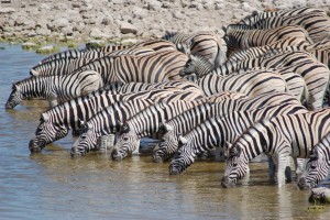 Etosha zebras by Joachim Huber