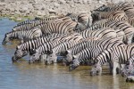 Etosha zebras  by Joachim Huber