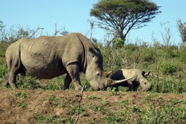 Rhino in Hluhluwe, South Africa Safari Adventure  by Amanda