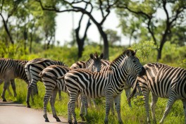 Kruger Safari zebras 