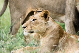 Kruger Safari lions, South Africa  by Chris Eason