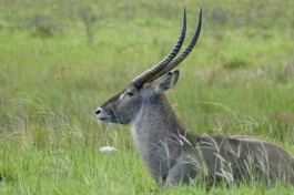 Waterbuck in iSimangaliso Wetland Park, St Lucia, KwaZulu-Natal  by Bernard Dupont