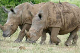 Hluhluwe-iMfolozi Game Reserve rhinos  by Bernard Dupont