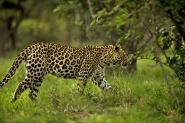 Kruger leopard 