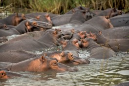 Kruger hippos 