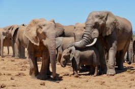 Addo Park elephants, South Africa  by Bernard Dupont