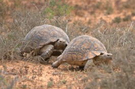 Addo Elephant Park tortoises  by Brian Ralphs