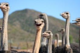 Oudtshoorn ostriches  by Media Club
