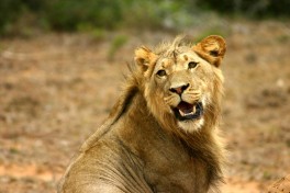 Addo Park lion  by Charles Sharp