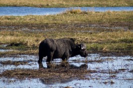 Buffalo in Chobe  by Tim Copeland