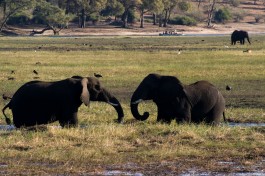 Elephants in Chobe  by Tim Copeland