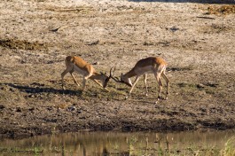 Antelopes in Chobe  by Tim Copeland