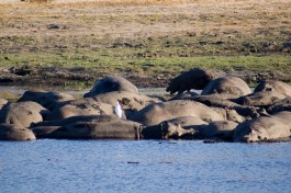 Hippos in Chobe  by Tim Copeland