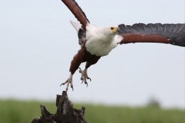 African fish eagle  by Derek Keats