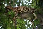 Leopard  by Flowcomm