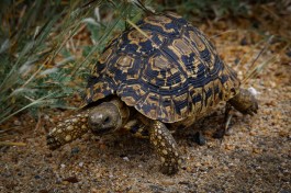 Tortoise in wild  by Clint Mason