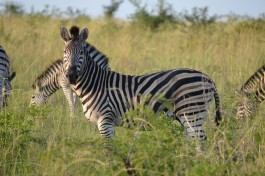 Zebra sighting  by joe-turco