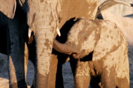 Mama and baby elephants 