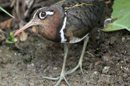 Birdlife 