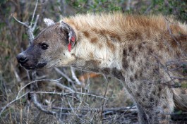 Hyena 