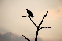 Birdlife 