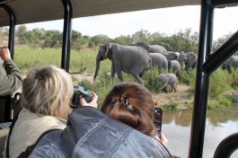 On a wildlife viewing drive 