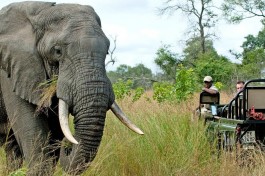 Out on a game viewing drive 