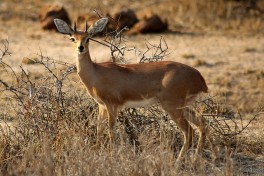 Antelope   by Flowcomm