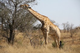 Giraffe  by Flowcomm