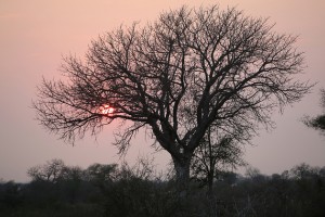 Sunset in the bush by Flowcomm