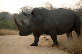 Rhino   by Flowcomm