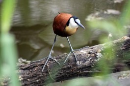 Birdlife  by Flowcomm