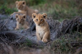 Moremi lion cubs 