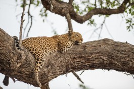 Moremi leopard 
